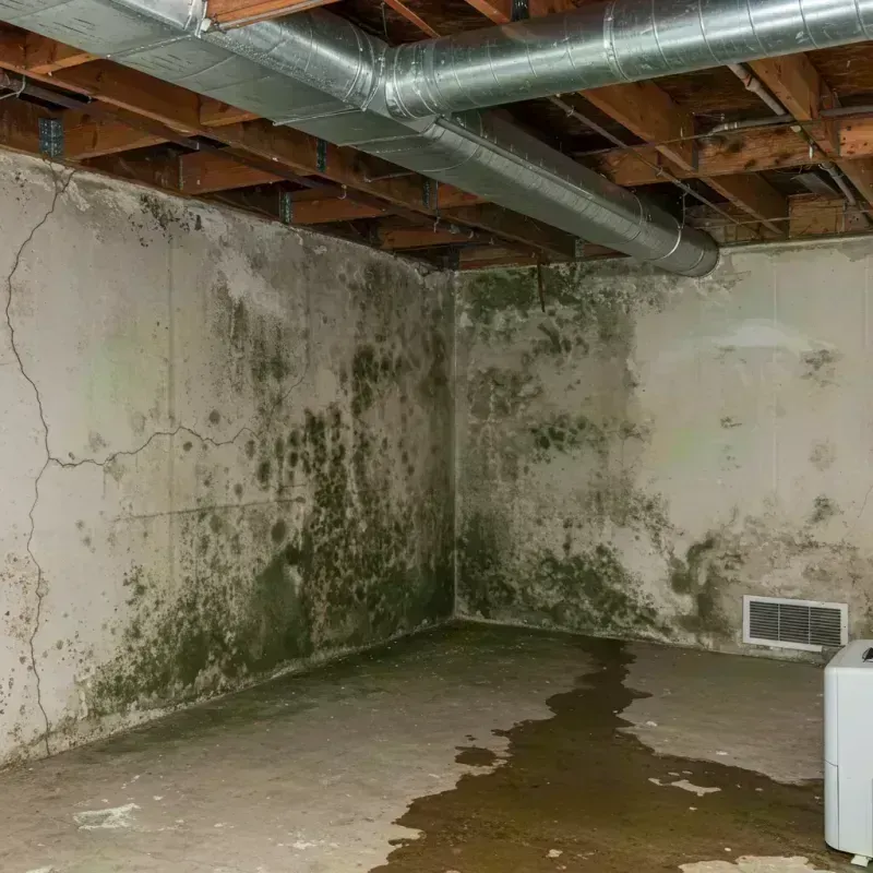 Professional Mold Removal in Benld, IL